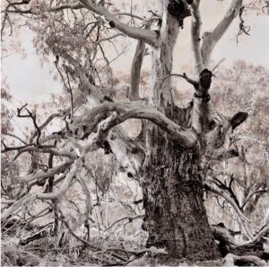 Visit to the "Return to Nature" art exhibition @ Monash Gallery of Art | Wheelers Hill | Victoria | Australia